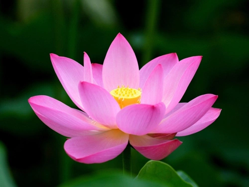 Lotus